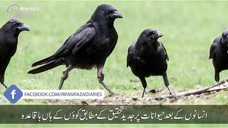 Crows Court