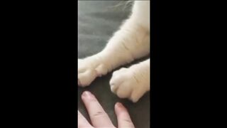Funny Cat and dog video 2