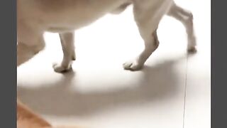 Funny Dog Viral Video 108