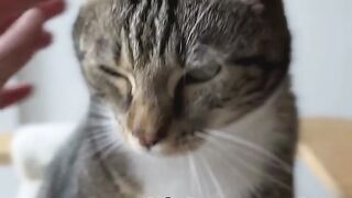 Feline Funnies A Purrfect Compilation