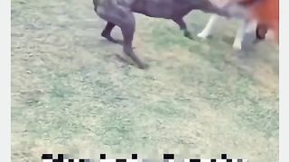 Funny Dog Viral Video 109