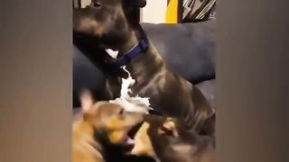 Funny Animals Compilation 4