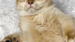 The cat Nika doesn’t forgive