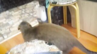 Скрытный Похититель мышей, змей и рыб КАМЫШОВЫЙ КОТ