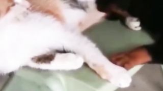Try Not To Laugh ???? 8
