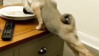 Funniest Cats and Dogs Videos 8