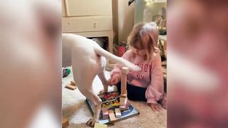 Try Not To Laugh ???? | Funny Animals Compilation