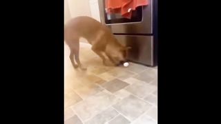 The Funniest Pets videos 2024 Part
