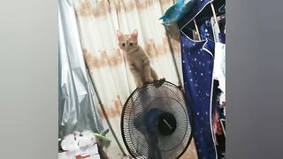 funny cat and dog videos 2024--Funniest Animals Make You laugh????????????