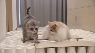 Funny Cat Paper Cup Challenge!