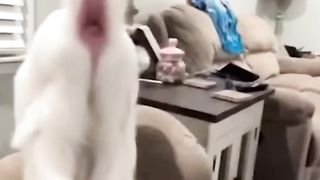 Try Not To Laugh ???? - Funny Animals Compilation