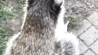 Try Not To Laugh ???? - Funny Animals Compilation 2