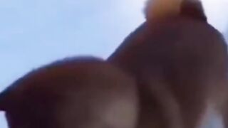 Try Not To Laugh ???? - Funny Animals Compilatio