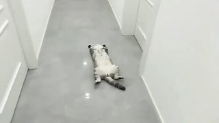 Cute Cats & Funny Cats ????????????????