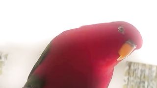 Cute parrot moment