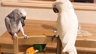 Funny Parrot Viral Video 10