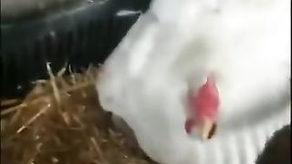 Куро-киса