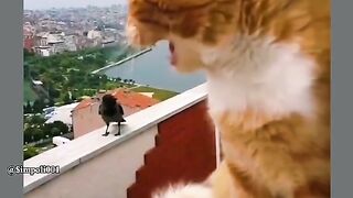 Funny Cat Viral Video 116