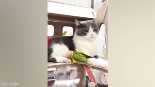 Bird Plays PEEK-A-BOO with Cat ???? ???? _ FUNNIEST Pets of