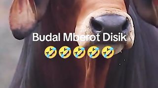 The biggest mrot cattle in Indonesia