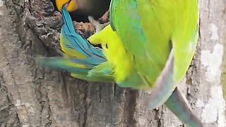 Cute or not !_! ???? #shorts youtubeshorts #wildlifeshorts #birdphotography.