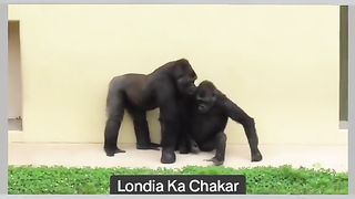 Funny Monkey Viral Video 127