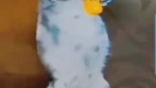 Funny clips, when your cat owns a gun,