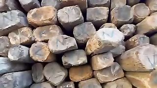 The wood land