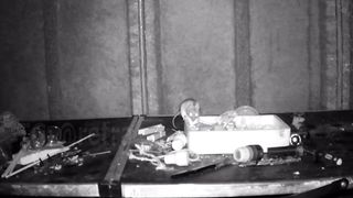 A mouse has been cleaning the barn of a British pensioner for two months now.