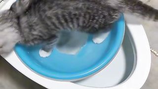 Cats cutie