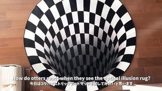 Otters See Optical Illusions Indoor Sinkhole