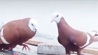 Beautiful pigeon breeder pair best flying 35