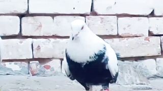 Beautiful pigeon breeder pair best flying 36