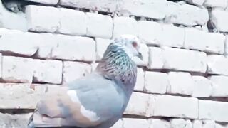 Beautiful pigeon breeder pair best flying 37