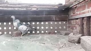 Beautiful pigeon breeder pair best flying 38