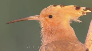 Bird sounds. Eurasian Hoopoe singing at sunrise.