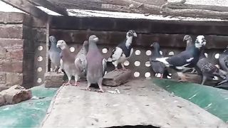 Beautiful pigeon breeder pair best flying 39