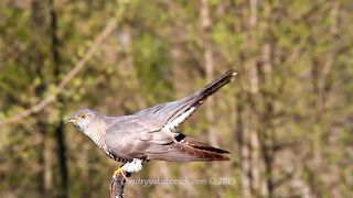 BIRD-Common Cuckoo birds in spring.