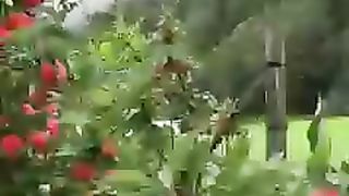 The red pink fruit or
