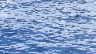 Flying fish