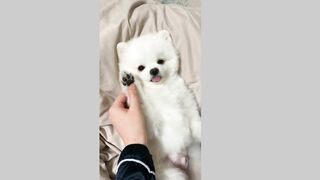 So Cute and Funny Dog TikTok