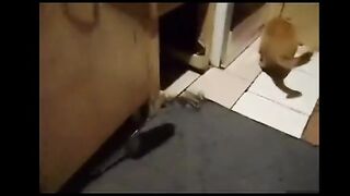 Rat bench press tik tok funny