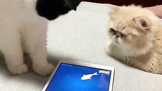 Кошка с Мышкой