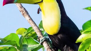 ✅Música calmante para meditação e relaxamento -  tranquilizar corpo e a mente #Shorts