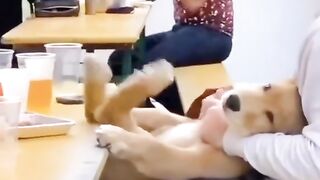 Pet Funny TikTok