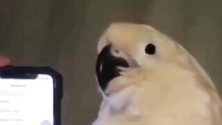 Ringtone Bird - Click Ads pls