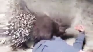 Tragically, the hedgehog victim is passing away.