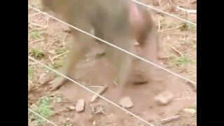 Animal geting shock by electric fence