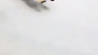 Riders get chasing by tiger while riding on forest