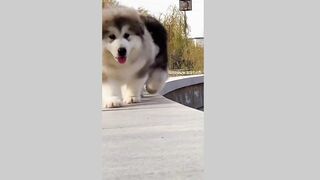 Cute Husky puppies(TikTok)